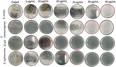 Biosynthesis of silver nanoparticles using extract of Rumex nepalensis for bactericidal effect against food-borne pathogens and antioxidant activity